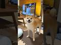 柴犬、ご飯に大満足の時はこうなります【豆柴ころた】#shorts #柴犬 #柴犬のいる暮らし