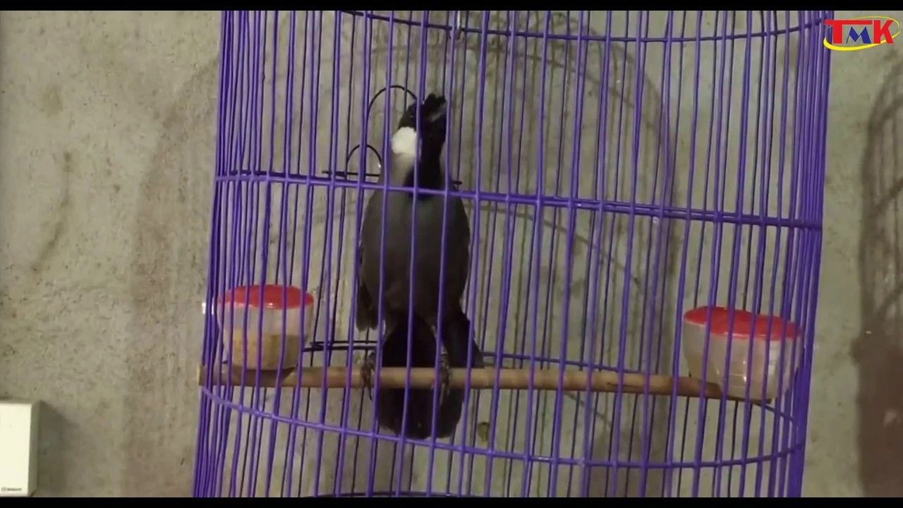 Bird Garrulax chinensis: Wild Birds Purebred 5 Months In A Cage - Birds Singing 2017