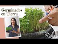 Germinados de Linaza, Alpiste, Ajonjolí y Lentejas EN TIERRA 😍 - Cuidados que se debe de tener 🌱