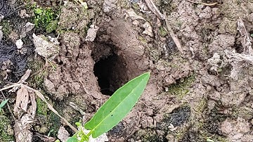 Câu Lươn : chia sẻ cách tìm hàng lươn.cách câu cơ bản.cho anh em mới vào nghề!