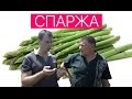 СПАРЖА   выращивание и уход. ДЕЛИКАТЕС который может вырастить каждый