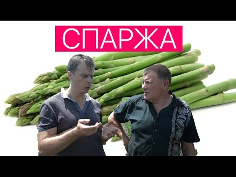 Бейне: Спаржа: тұқымнан өсіріледі