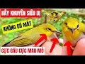 By c con chim khng c mt siu gu cc mau m khi test bi gt mi  pleci bird trap  ktb