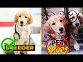 Best Places for Finding Golden Retriever Puppies for Sale