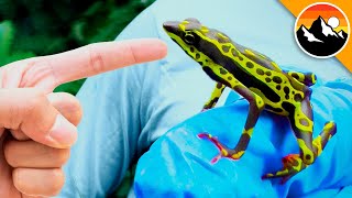 New Species! World's Rarest Toad Found?