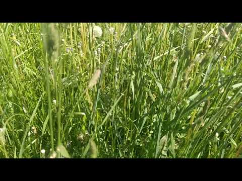 Ежа сборная -