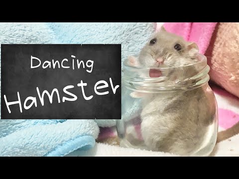 ハムスター踊らせてみた 〜dancing hamster 〜
