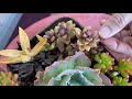 Walkabout Wednesday in Laura’s Summer Succulent Garden