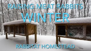 Raising Meat Rabbits Daily Routine in the Winter! | Silverfox Meat Rabbits