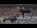 Big Bull Moose called in Close