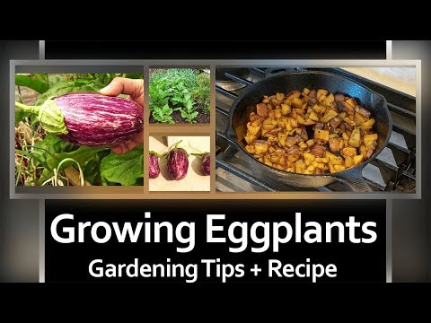 How To Grow Eggplants - A Complete Guide To Growing Eggplants (Solanum Melongena) + RECIPE!