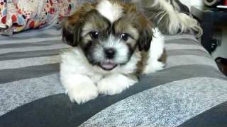 Toy Poodle and Shihtzu Puppy Mix