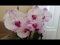 Обильное цветение моих орхидей на 19 мая 2018 часть 1 | Flowering of my orchids | Орхидея | Orchids