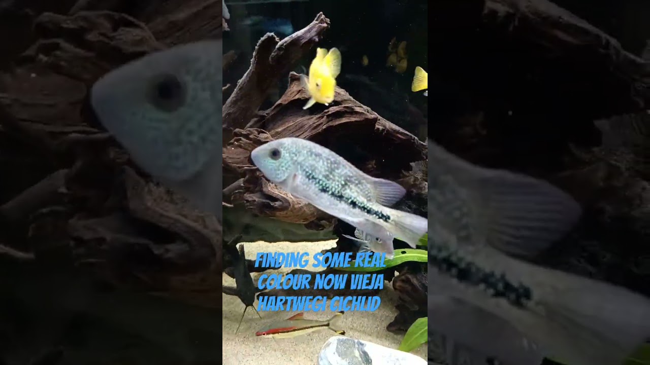 vieja hartwegi cichlid 