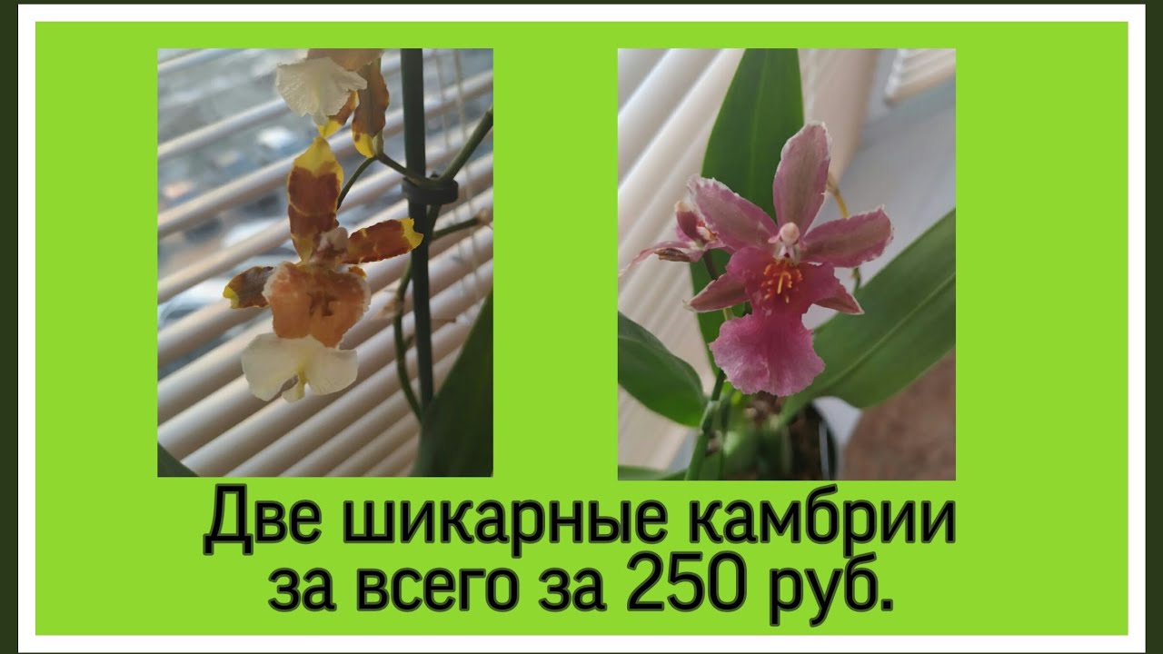 59. Пересадка уценённых камбрий.