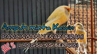 Download Lagu AMPUH PANCINGAN KENARI MINTA KAWIN || DI JAMIN langsung BERAKSI || MP3