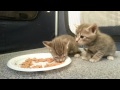 Kittens eating food for the first time