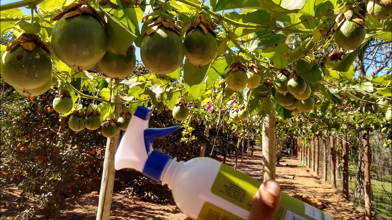 como eliminar abelha preta, que acabam com as suas frutas doce..