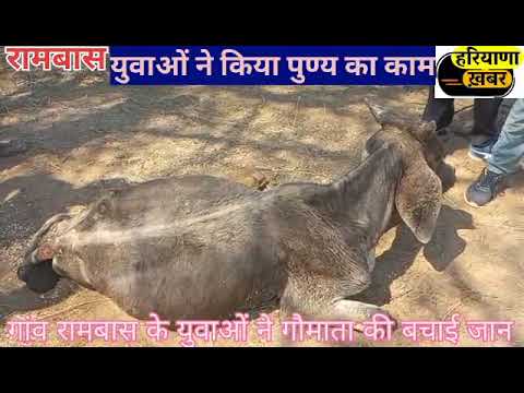 Rambass गांव के युवकों ने किया बहुत ही अच्छा सराहनीय वाला काम #news