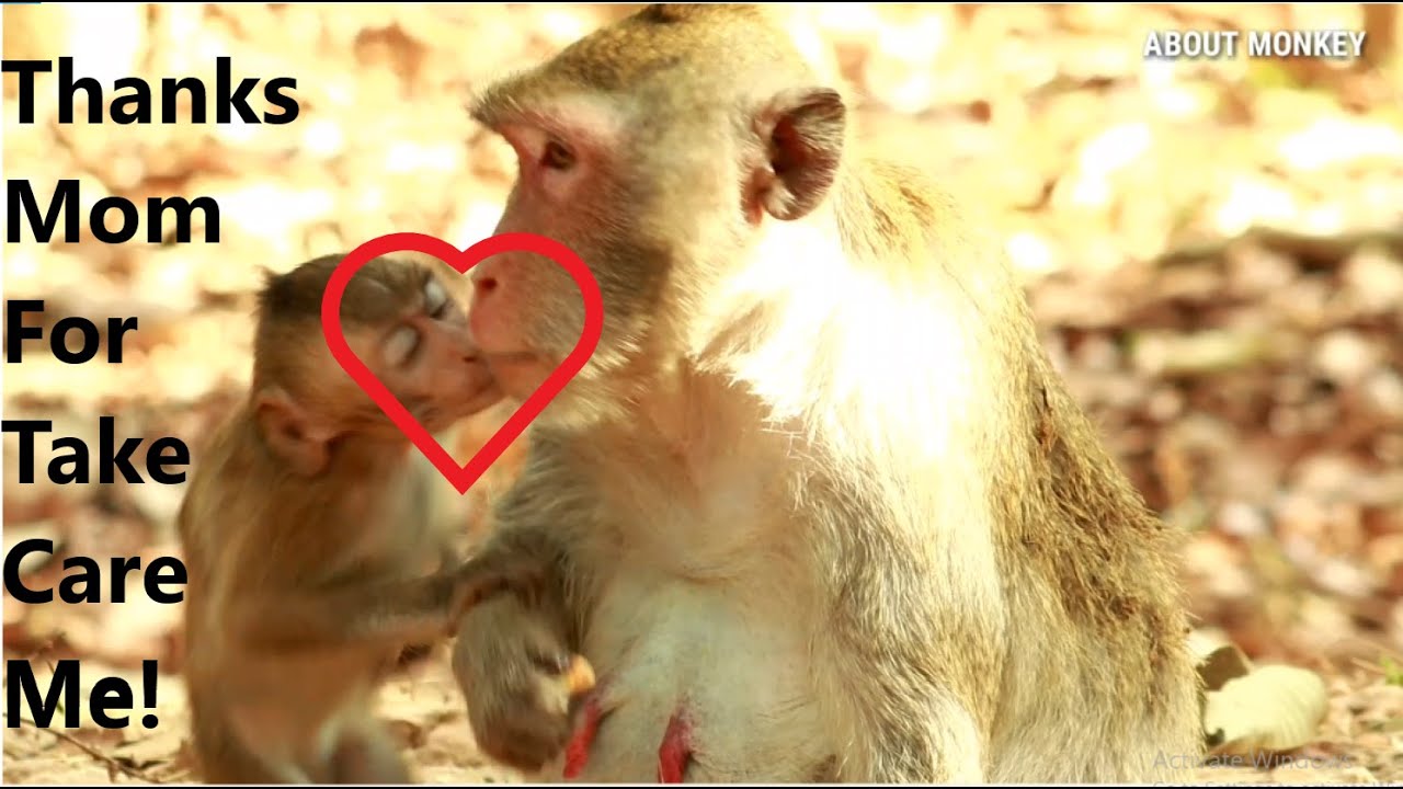 Look At Cute Face Baby Monkey Janna So Lovely, Her Wound Is Get Better Now But One Leg Can Not Use!