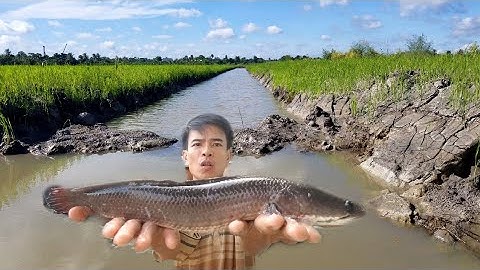 Cá lóc nướng trui đặc sản miền tây | Ròm TV1