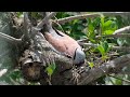 斑鳩餵鳥寶