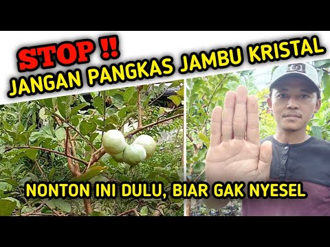 Video: Pokok Buah Jambu Bergerak - Ketahui Cara Memindahkan Pokok Jambu Batu