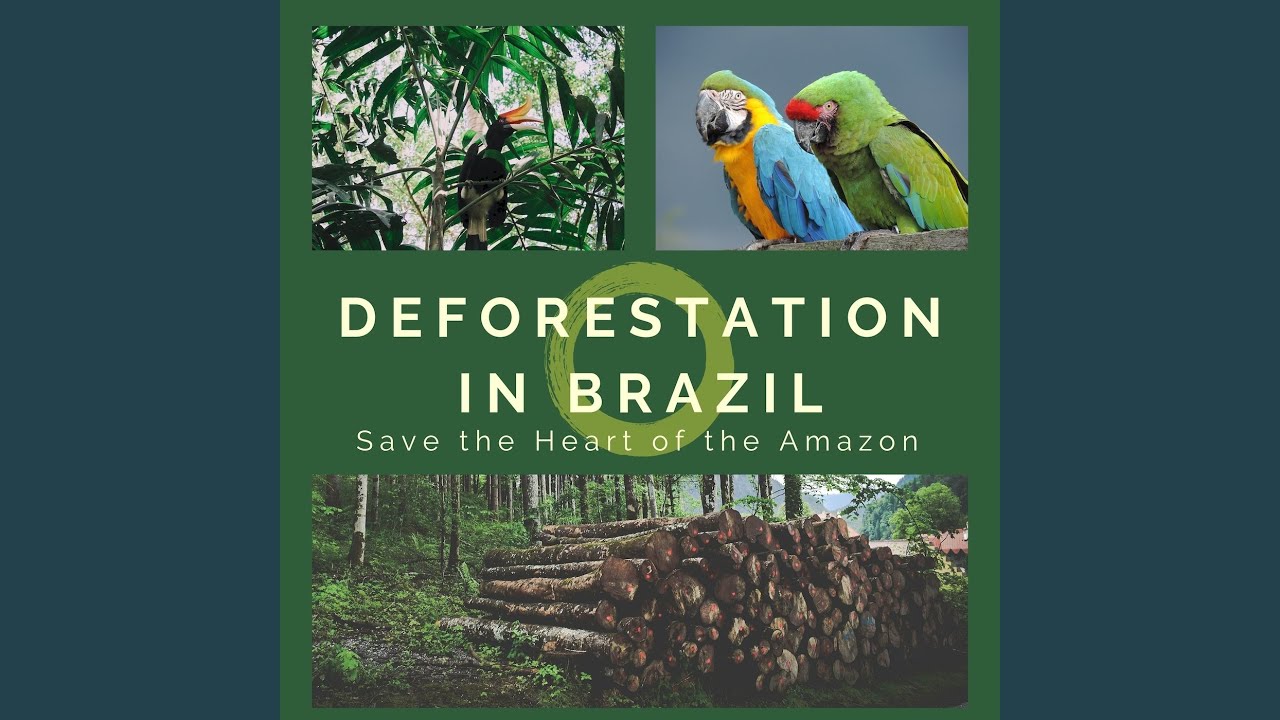 Watch The Amazon Basin Forest on YouTube Watch The Amazon Basin Forest on YouTube