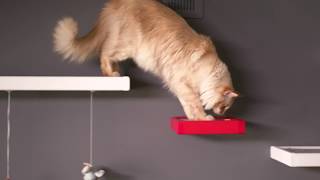 The Cat Walk Designed For Cats On Kickstarter