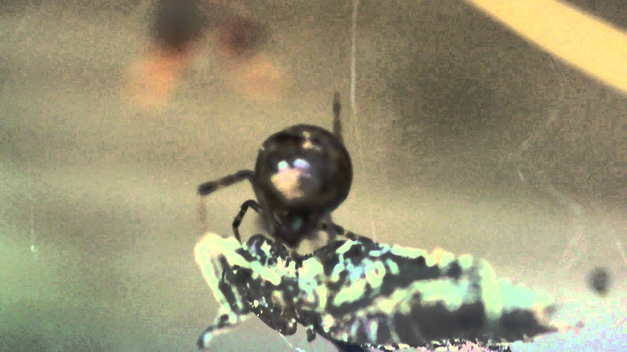 Spider Catches A Dragonfly Larvae 2 (June 15, 2011)