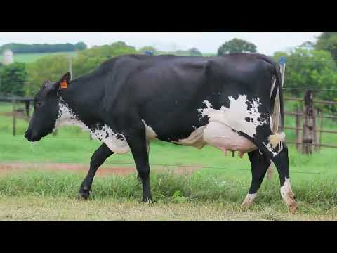 LOTE 18 9762 DO CANTO PORTO