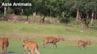 A Deer Migration You Have to See to Believe | Eld's Deer| Äsia Animals|