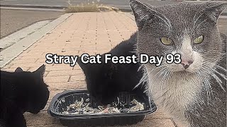 Stray Cat Feast Day 93 by SW 32 views 4 months ago 29 minutes