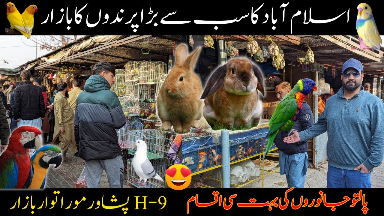 itwar Bazar islamabad birds | Islamabad sunday birds market | Parrots | Pigeons | Rabbits | Aseels
