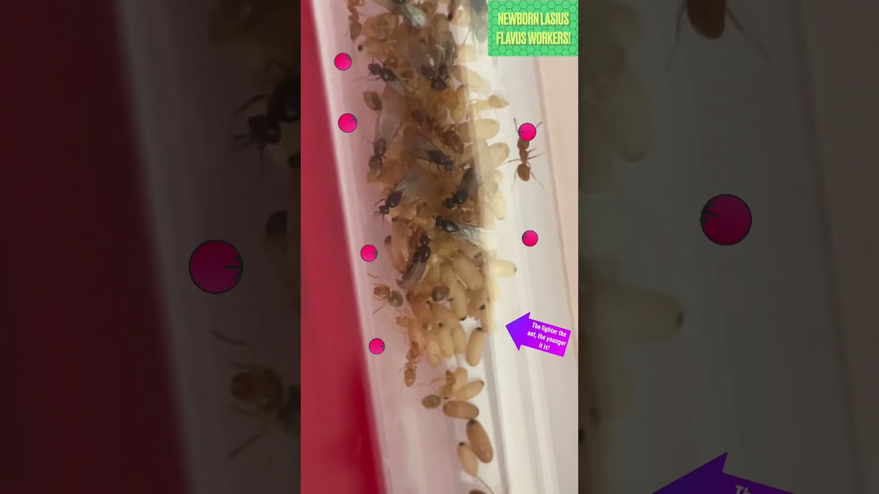 My Lasius Flavus Colony 