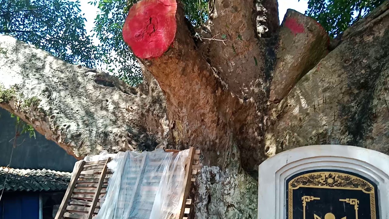 Cây sung lớn nhất việt nam.