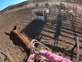 Anthony 2nd time heeling on Peanut