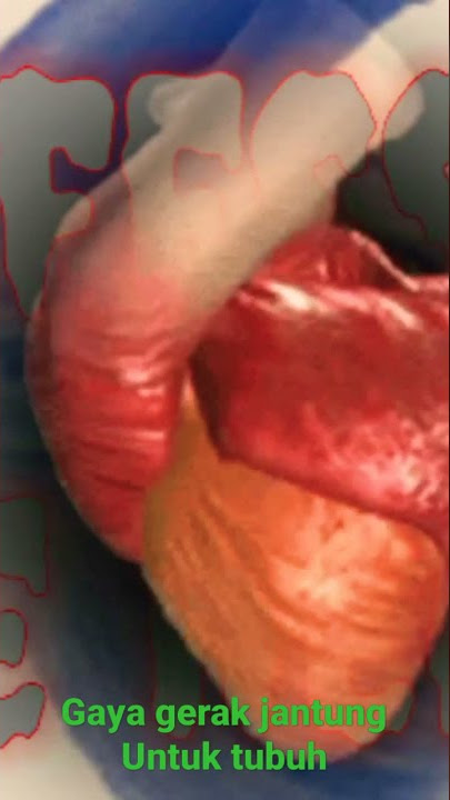 cara kerja jantung | memompa darah. tubuh manusia