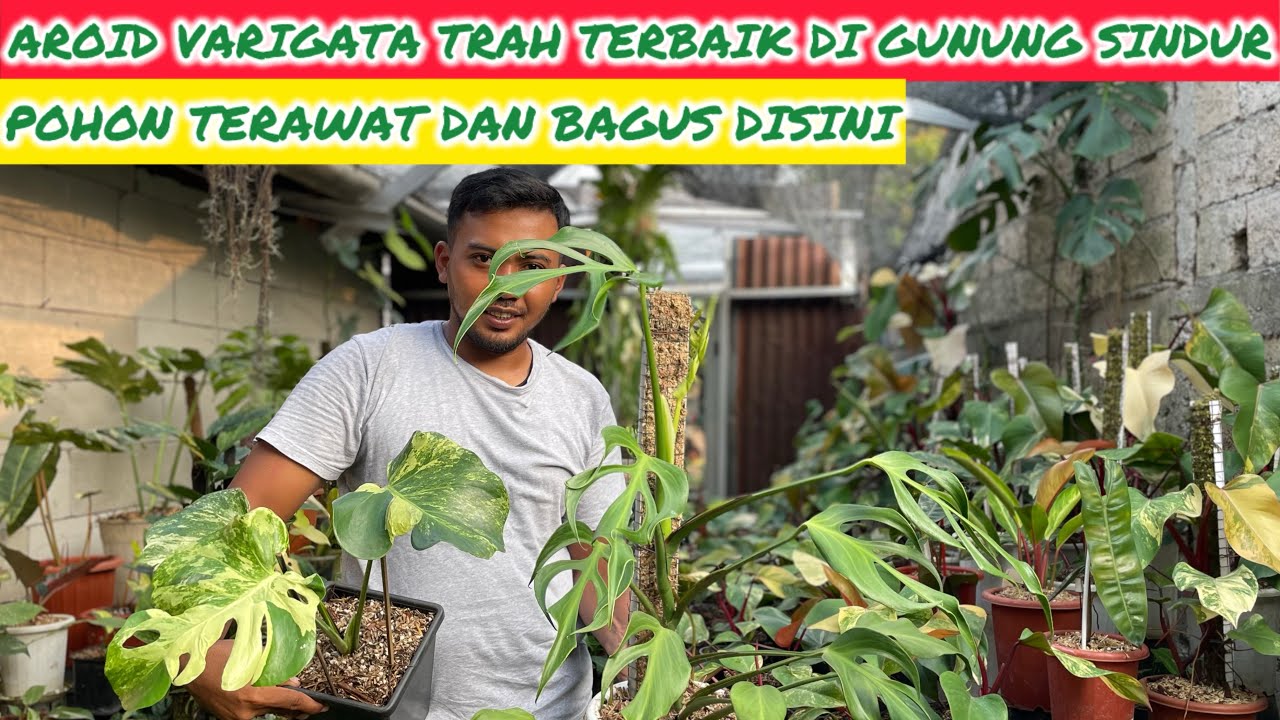 AROID VARIGATA TRAH TERBAIK DI GUNUNG SINDUR⁉️ POHON TERAWAT DAN BAGUS-BAGUS DISINI