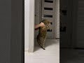 Cat dancing