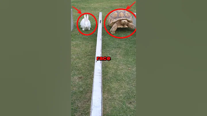 TURTLE VS HARE! #race #cute #animals #animalstories #fun