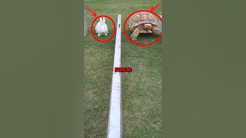 TURTLE VS HARE! #race #cute #animals #animalstories #fun