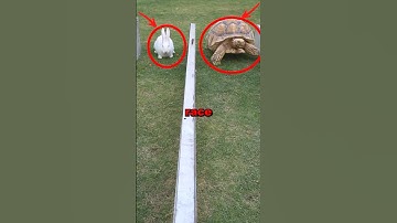 TURTLE VS HARE! #race #cute #animals #animalstories #fun