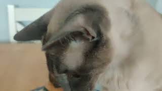 interference.mp4