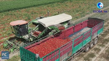 Thu hoạch cà chua ở Tân Cương, Trung Quốc