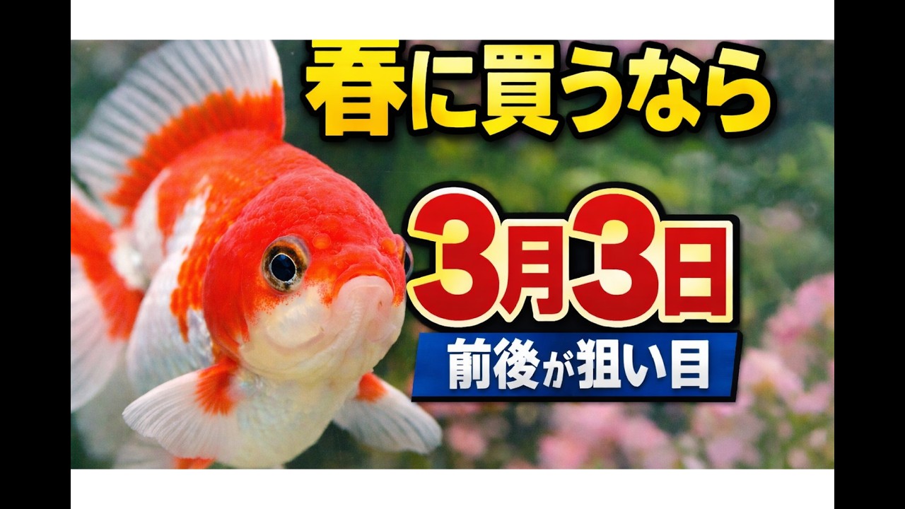 春に金魚を購入するならこの日に買え！