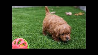 Meet Emberly the Cavapoo Puppy! Reference Number 214035-03