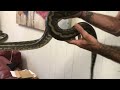 Dude wakes up to 6ft python on him
