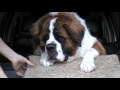 The World's Most Stubborn Dog (Saint Bernard)