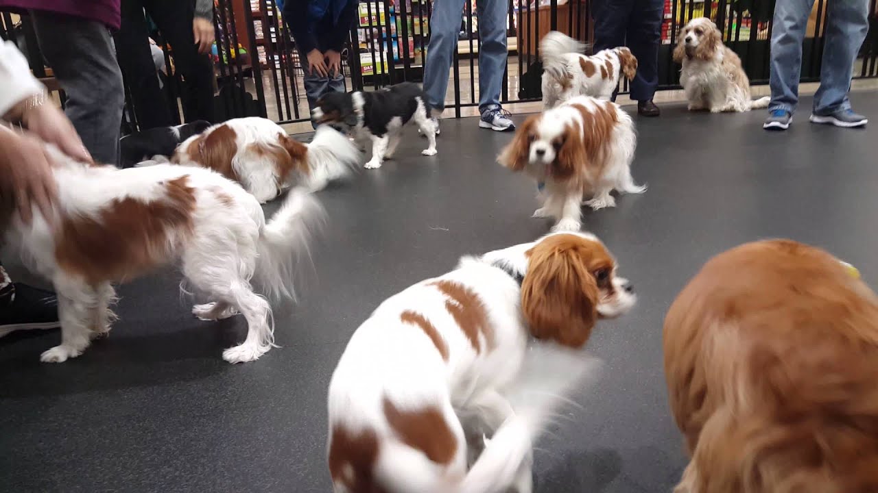 Cavalier King Charles Spaniel meetup